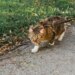 Gatos gostam de passear de coleira? Veterinária explica como adaptar