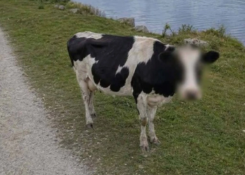 Google Maps "protege" identidade de vaca e foto viraliza no X