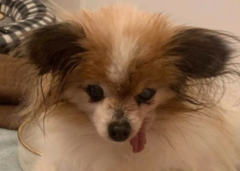 Lazare, cachorro "mais velho do mundo", morre aos 30 anos