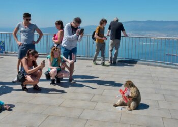 Macacos alimentados por turistas têm hábito para evitar dor de barriga