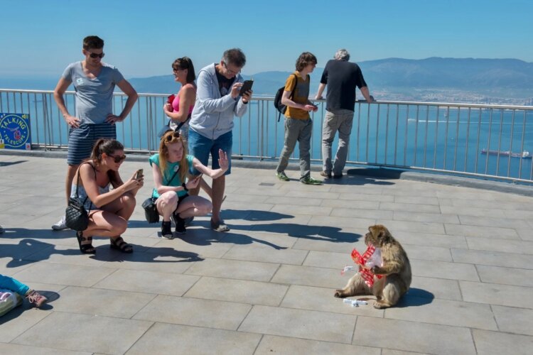 Macacos alimentados por turistas têm hábito para evitar dor de barriga
