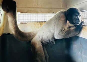 Macacos-barrigudos resgatados em MT ganham nova chance em MG