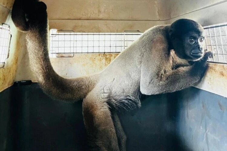 Macacos-barrigudos resgatados em MT ganham nova chance em MG