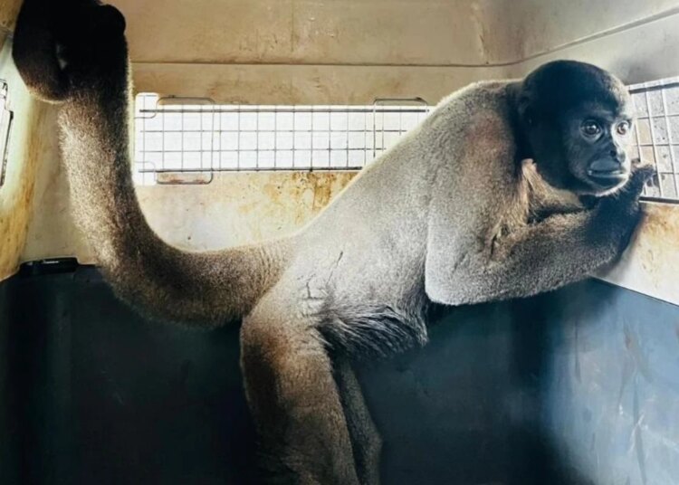 Macacos-barrigudos resgatados em MT ganham nova chance em MG