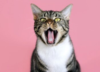 Miss "felino"? Concurso reúne 130 gatos diferentões; confira