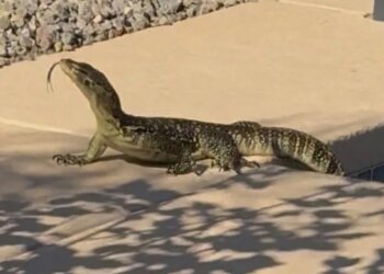Morador leva susto ao encontrar lagarto gigante na piscina de casa