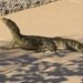 Morador leva susto ao encontrar lagarto gigante na piscina de casa