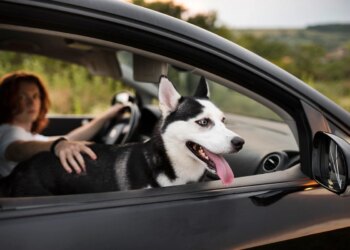 Multa e risco de acidentes: por que jamais levar pets soltos no carro