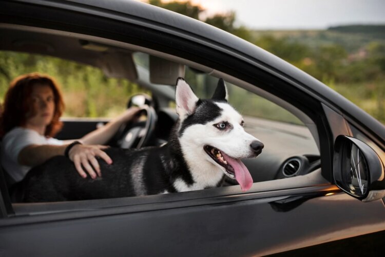 Multa e risco de acidentes: por que jamais levar pets soltos no carro