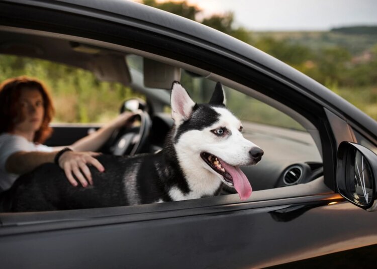 Multa e risco de acidentes: por que jamais levar pets soltos no carro
