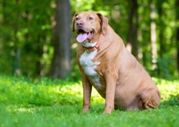 Não negligencie a obesidade do seu pet! Veterinária alerta sobre riscos