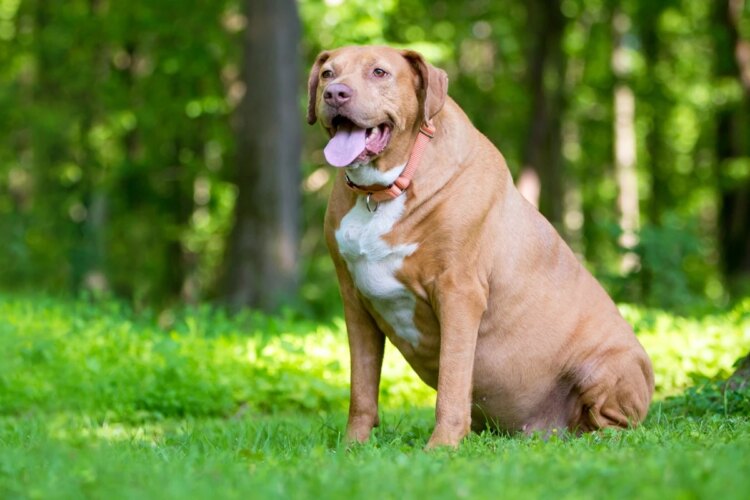 Não negligencie a obesidade do seu pet! Veterinária alerta sobre riscos