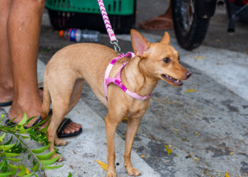 No momento, você está visualizando PetBem e Giro Pet Ceará levam serviços gratuitos para animais em Maracanaú