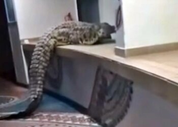 Que susto! Crocodilo de 4 metros surpreende hóspedes ao invadir hotel