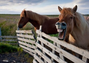 Relincho dos cavalos esconde mecanismo raro na natureza, diz estudo