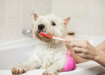 Seu pet precisa escovar os dentes? Veja cuidados com a saúde do dog