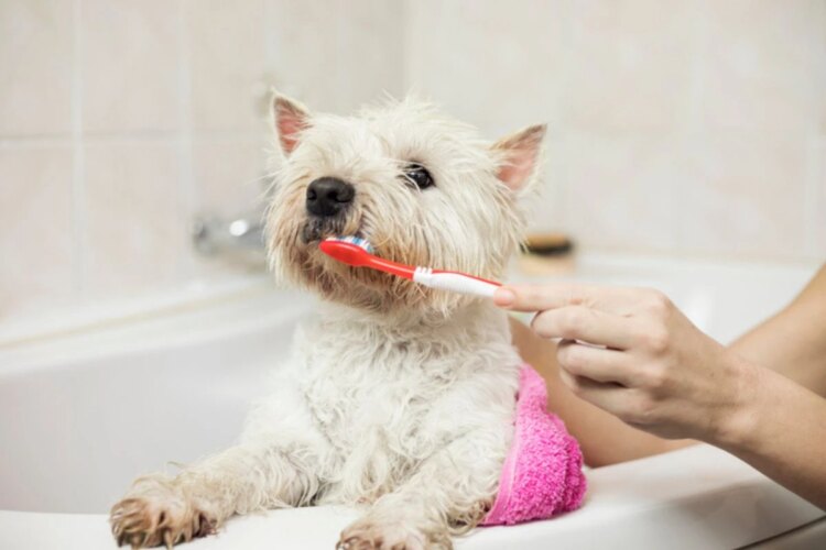Seu pet precisa escovar os dentes? Veja cuidados com a saúde do dog