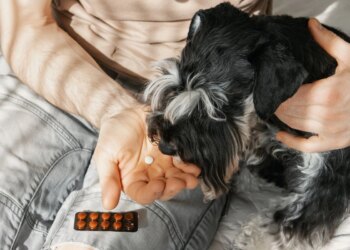 Suplementação para pets: o que você precisa saber sobre o tratamento