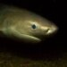 Tubarões pré-históricos de 4 metros são achados nos EUA