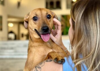Veja o que você precisa saber antes de adotar um pet
