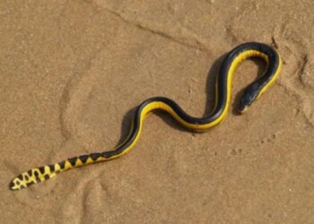 Veneno desta cobra marinha é capaz de matar 100 pessoas com única dose