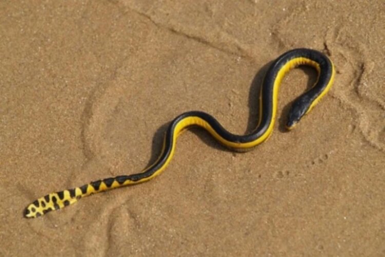 Veneno desta cobra marinha é capaz de matar 100 pessoas com única dose