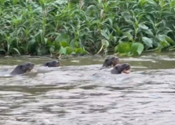 Vídeo: ariranhas descem rio "gritando" e quebram o silêncio no Pantanal