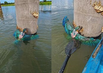 Vídeo: pescador resgata filhote de arara-canindé ilhado em tronco