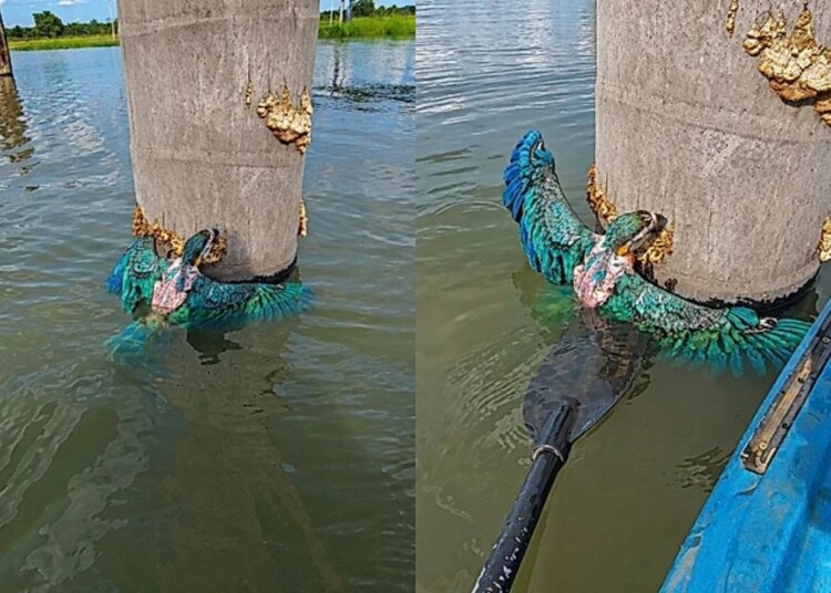 Vídeo: pescador resgata filhote de arara-canindé ilhado em tronco