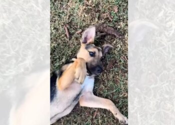 Abandonado em estrada, filhote é resgatado durante caminhada