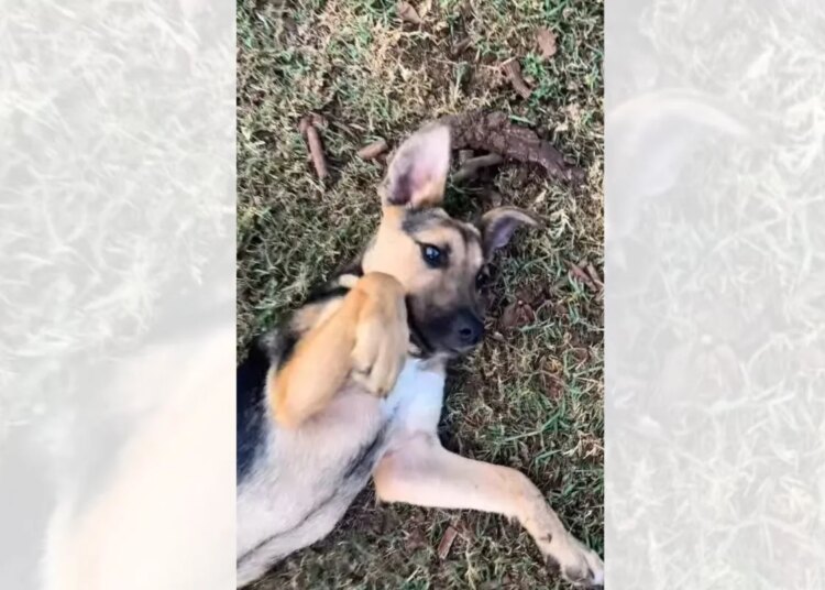 Abandonado em estrada, filhote é resgatado durante caminhada