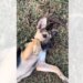 Abandonado em estrada, filhote é resgatado durante caminhada
