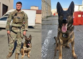 Após 6 anos, reservista consegue adotar cão militar em aposentadoria