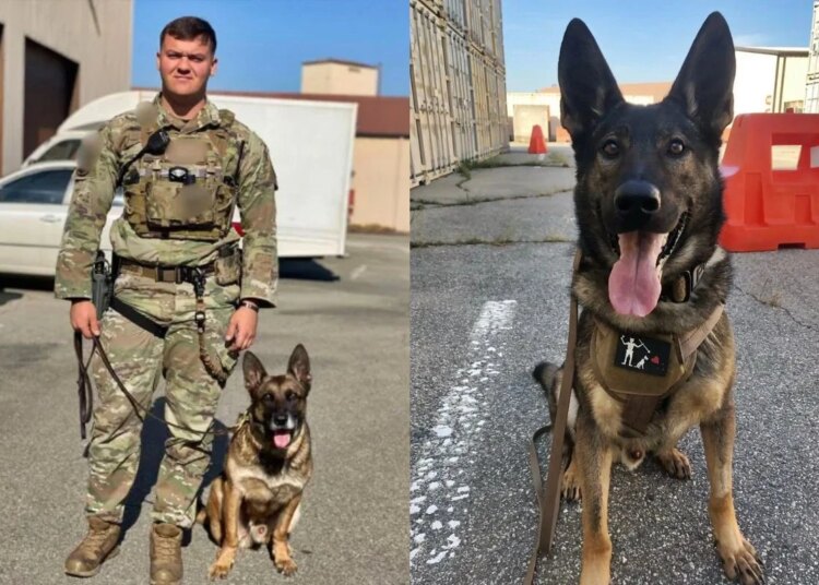 Após 6 anos, reservista consegue adotar cão militar em aposentadoria