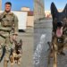 Após 6 anos, reservista consegue adotar cão militar em aposentadoria
