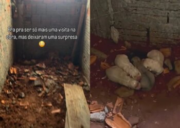 Após rezar pedindo alegria, mulher adota 6 cães encontrados em obra
