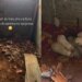 Após rezar pedindo alegria, mulher adota 6 cães encontrados em obra