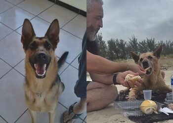 Cachorro de 16 anos vive último dia especial antes de ser eutanasiado