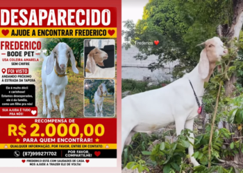 Cadê o Frederico? Mulher oferece R$ 2 mil para achar bode desaparecido
