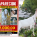 Cadê o Frederico? Mulher oferece R$ 2 mil para achar bode desaparecido