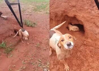 Cadela de 3 patas guia produtor até torre e salva filhotes da chuva