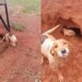 Cadela de 3 patas guia produtor até torre e salva filhotes da chuva