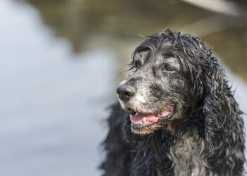Cadela idosa é abandonada por família, mas abrigo salva a vida da pet