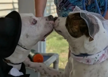 Cães sobem ao altar em cerimônia encantadora dentro de abrigo