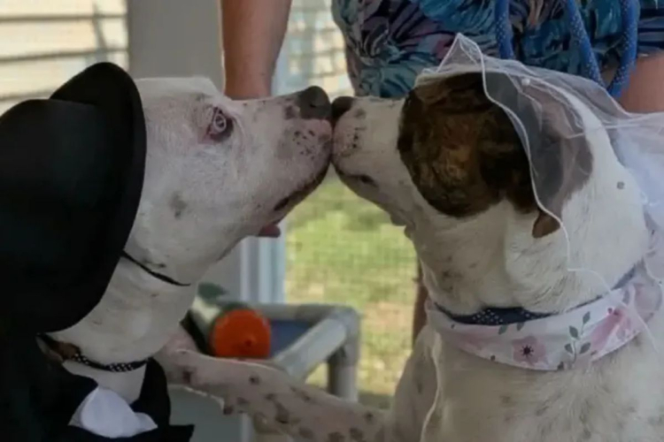 Cães sobem ao altar em cerimônia encantadora dentro de abrigo
