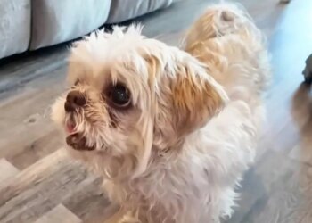 Cão desaparecido há 2 meses é encontrado a 1,6 mil km de casa