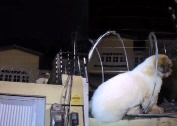 Cão shih tzu é resgatado após ficar preso em cerca elétrica no Ceará