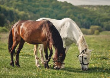 Cavalos respondem ao que sentimos? Estudos avaliam essa relação