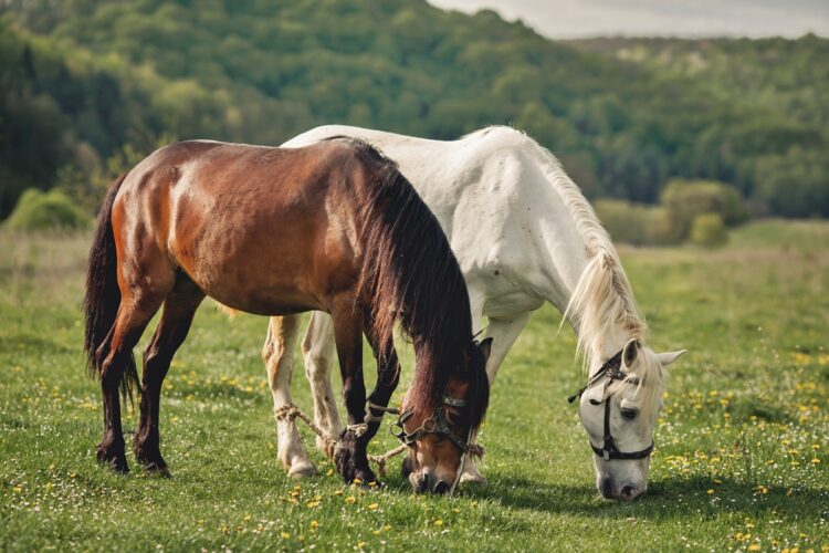 Cavalos respondem ao que sentimos? Estudos avaliam essa relação