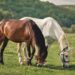Cavalos respondem ao que sentimos? Estudos avaliam essa relação